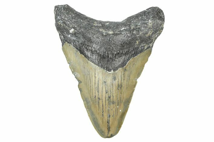 Juvenile Megalodon Tooth - North Carolina #371696